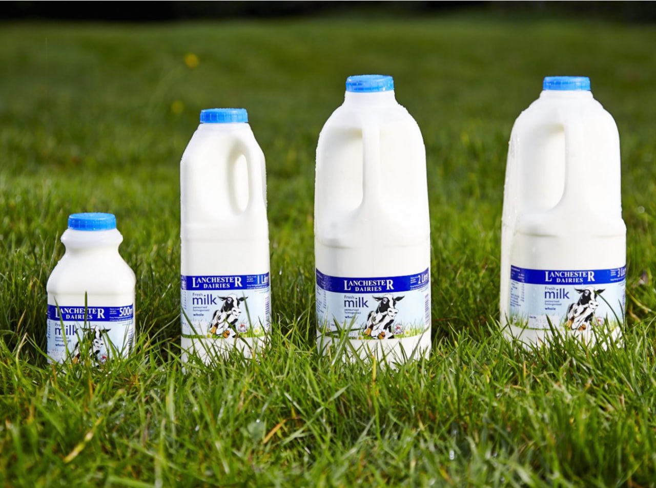 Whole Milk